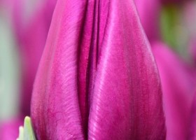 Tulipa Purple Valley ® (3)
